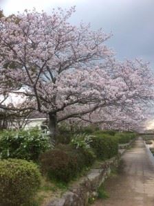 佐賀　お堀　桜